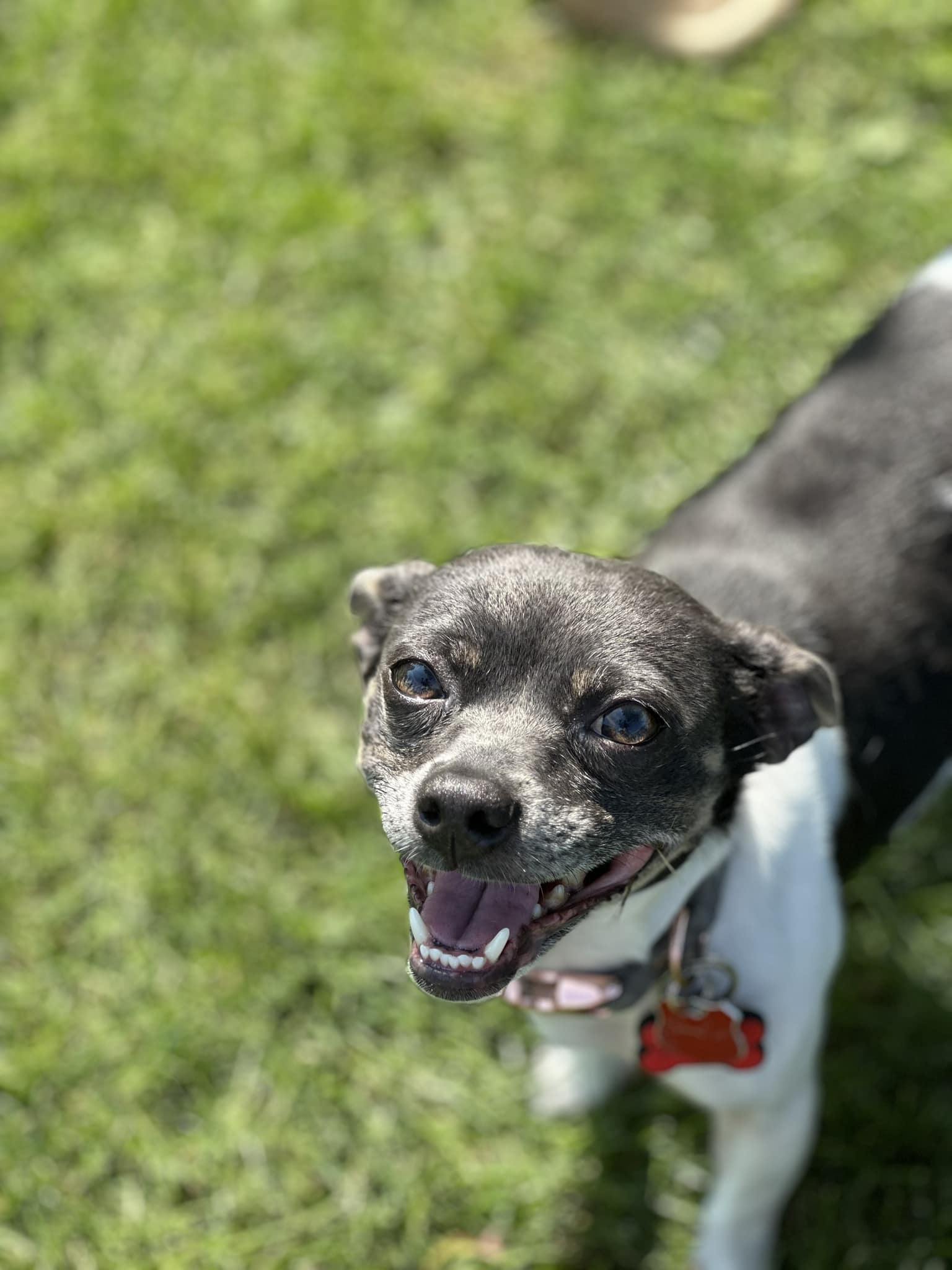 adoptable Dog in New London, WI named Stella