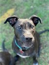 adoptable Dog in , WI named Manchee
