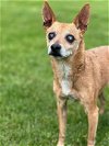 adoptable Dog in , WI named Carly