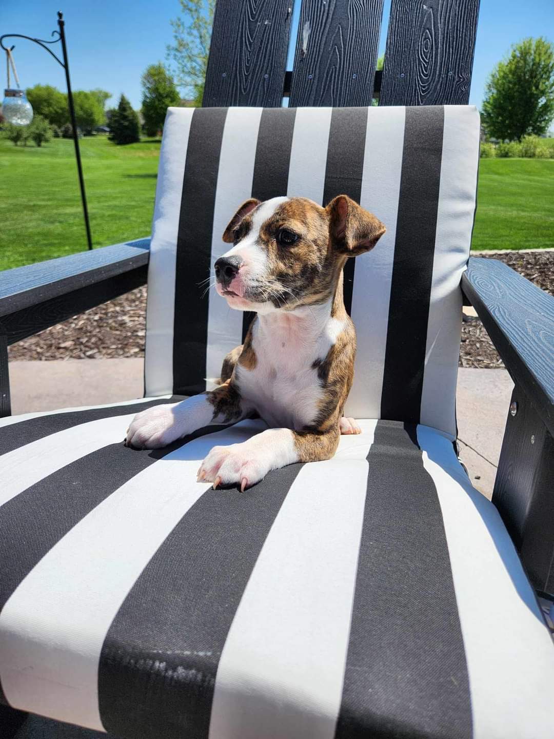 Wisconsin Rescue Dogs Dog for Adoption - Raquel, a Boxer in Shawano County, WI | Alpha Paw