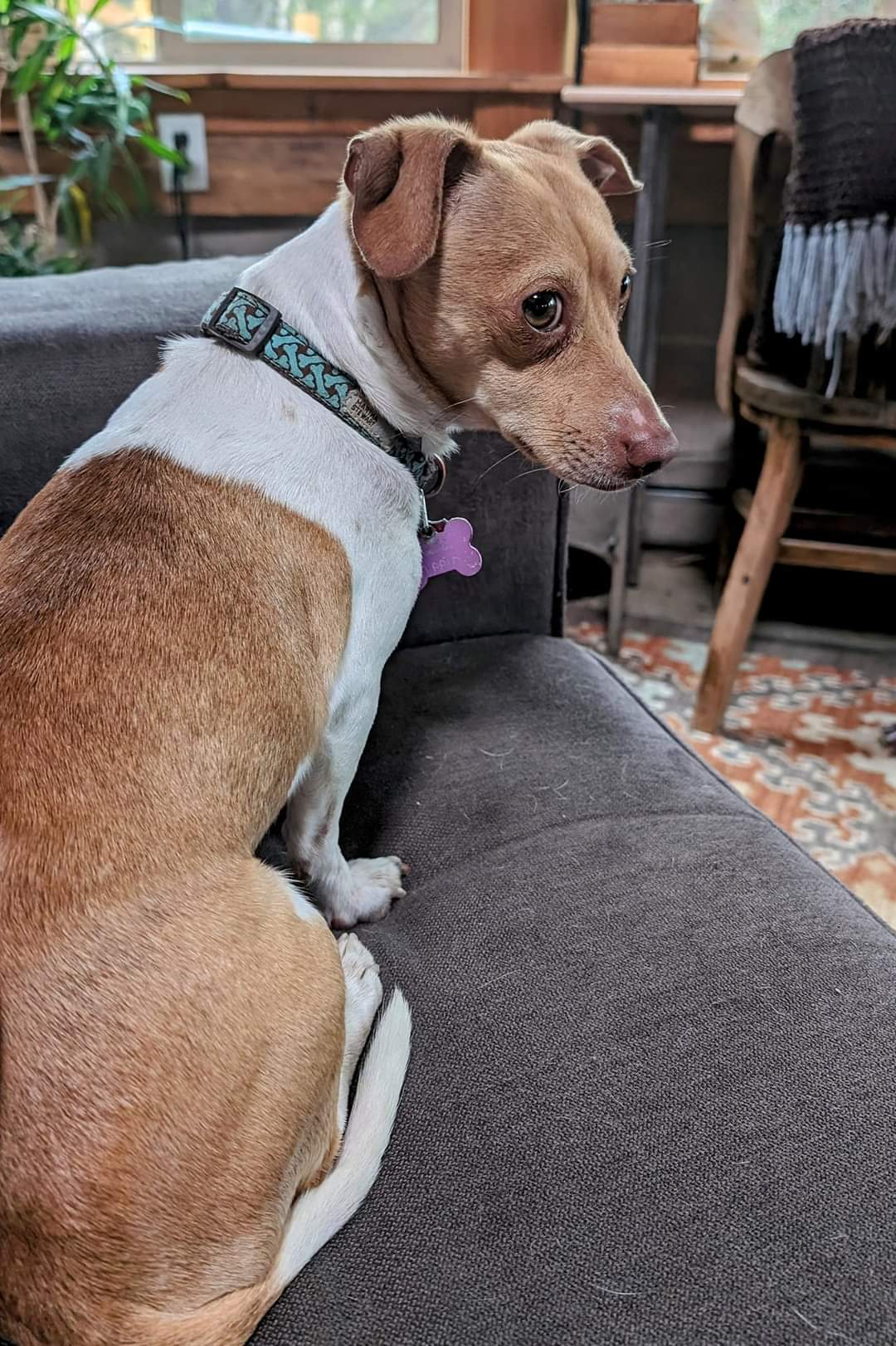 Wisconsin Rescue Dogs Dog for Adoption - Pippin, a Chihuahua in Green Lake County, WI | Alpha Paw