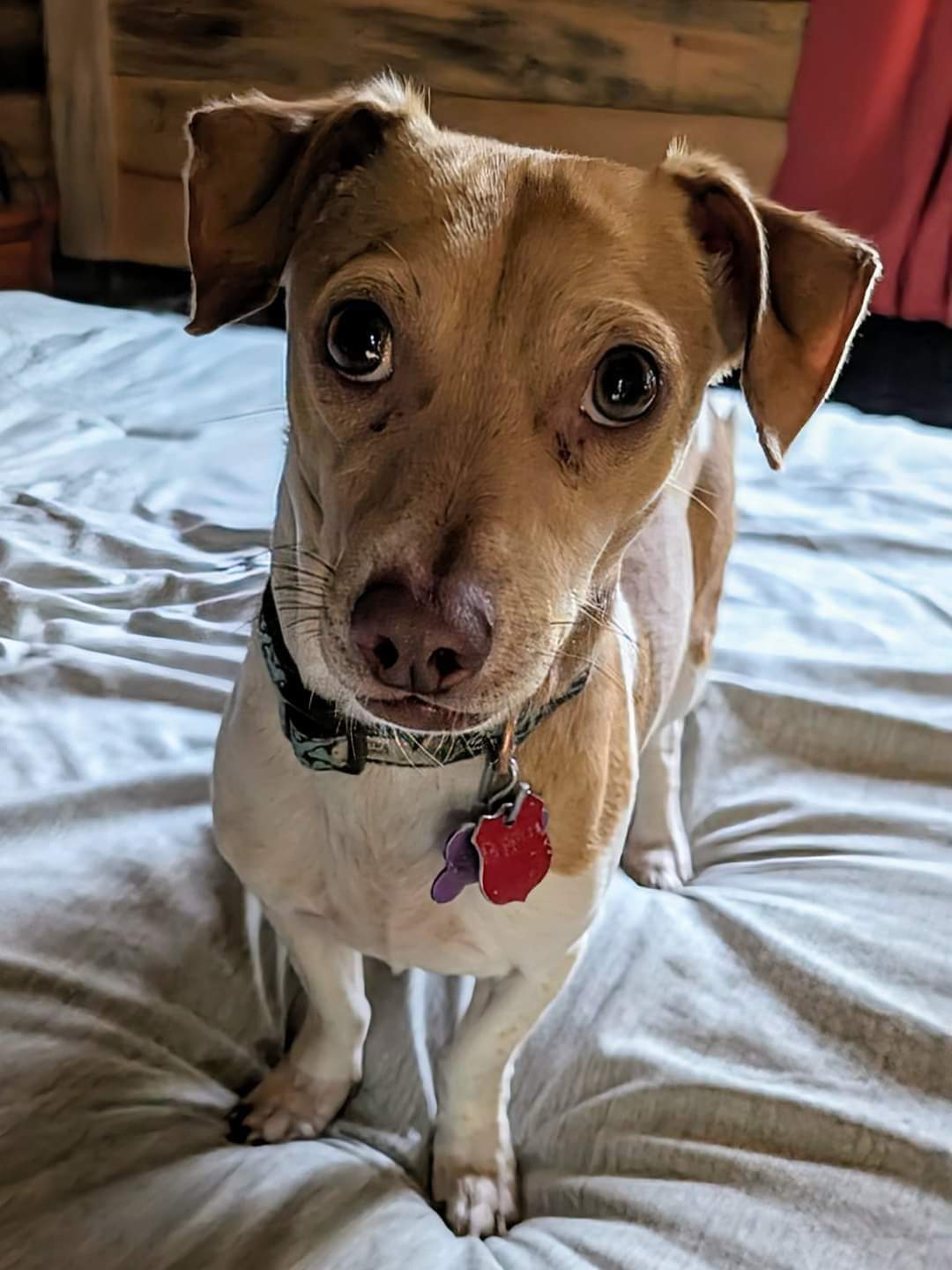 Wisconsin Rescue Dogs Dog for Adoption - Pippin, a Chihuahua in Green Lake County, WI | Alpha Paw