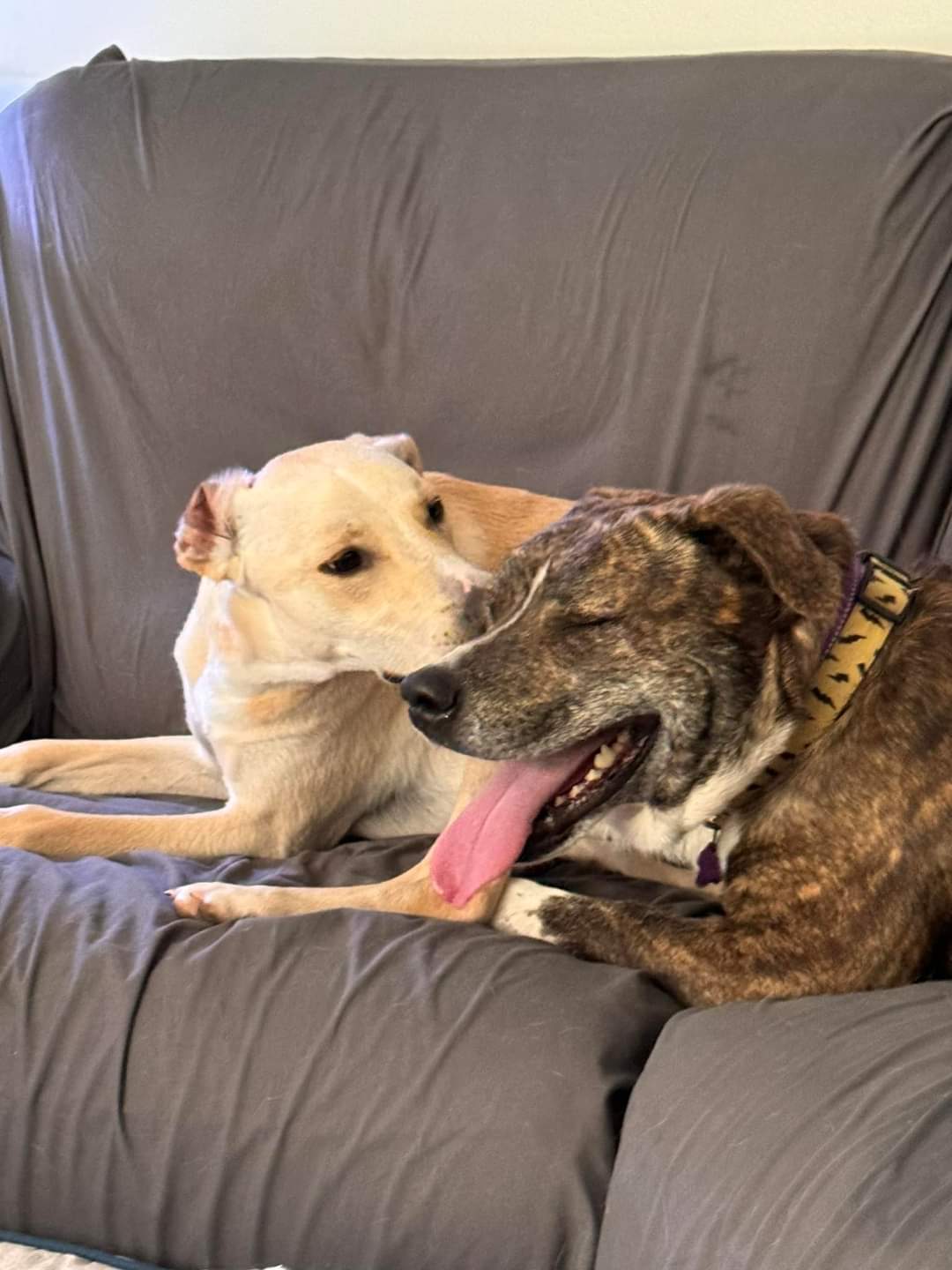 Dog for Adoption Bruno, a American Pit Bull Terrier in Appleton, WI