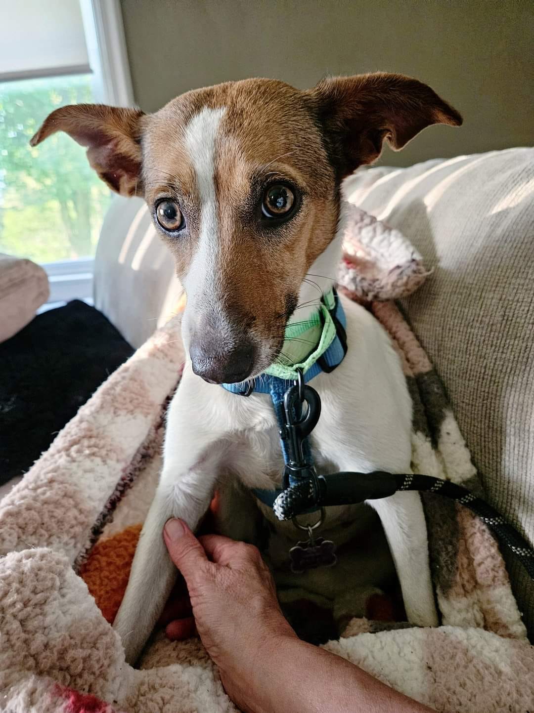 Wisconsin Rescue Dogs Dog for Adoption - Reine, a Jack Russell Terrier in Waushara County, WI ...
