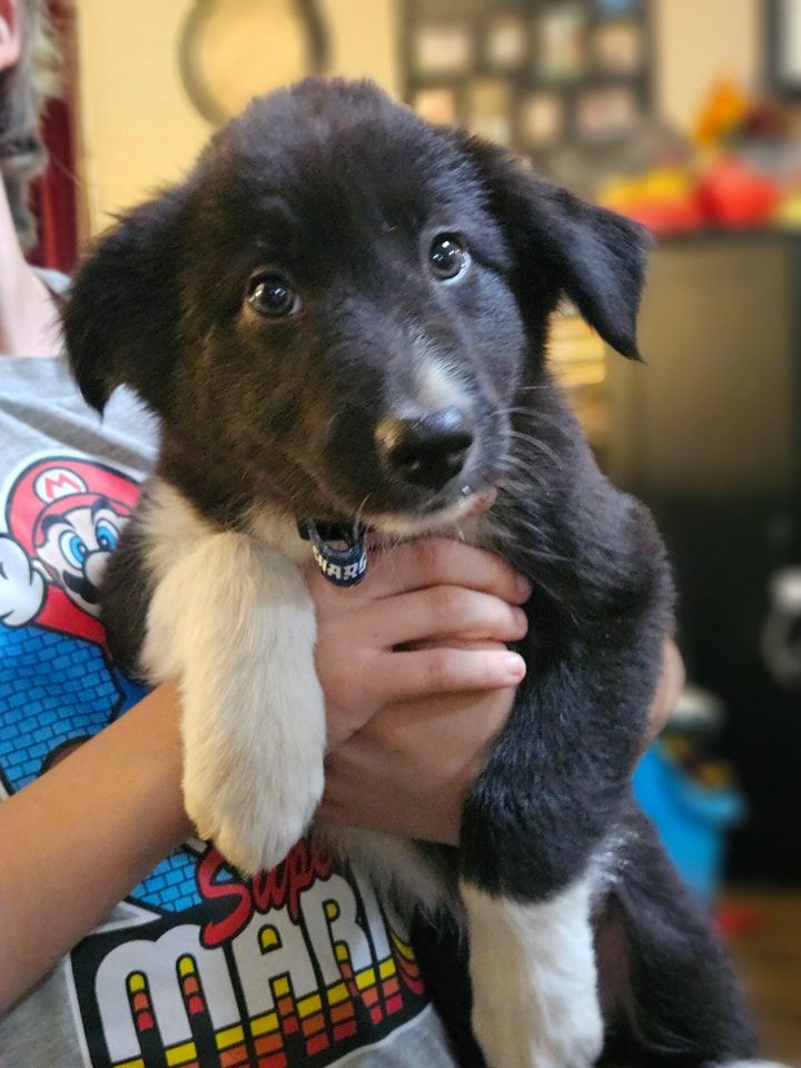 Dog for Adoption - Karma, a Australian Shepherd in Hobart, WI | Alpha Paw