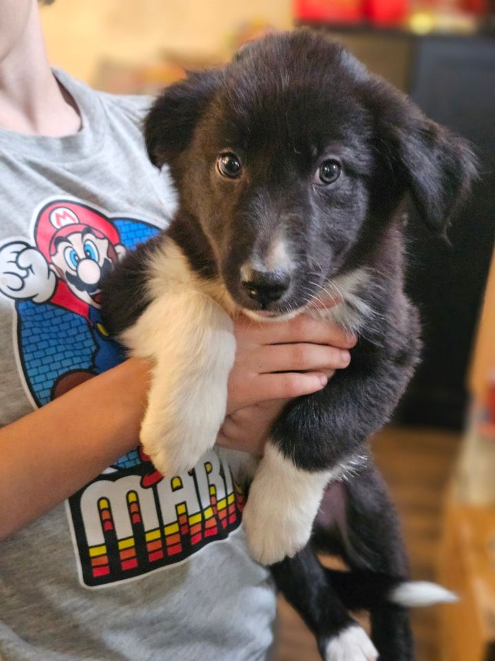 Dog for Adoption - Karma, a Australian Shepherd in Hobart, WI | Alpha Paw