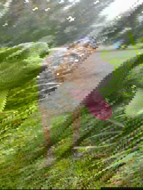 picture of the dog needing adoption