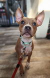 adoptable Dog in London, ON named Mango