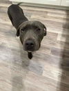 adoptable Dog in New London, WI named Rango