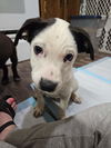 adoptable Dog in New London, WI named Snoopy