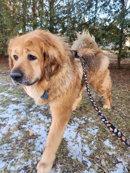 picture of the dog needing adoption