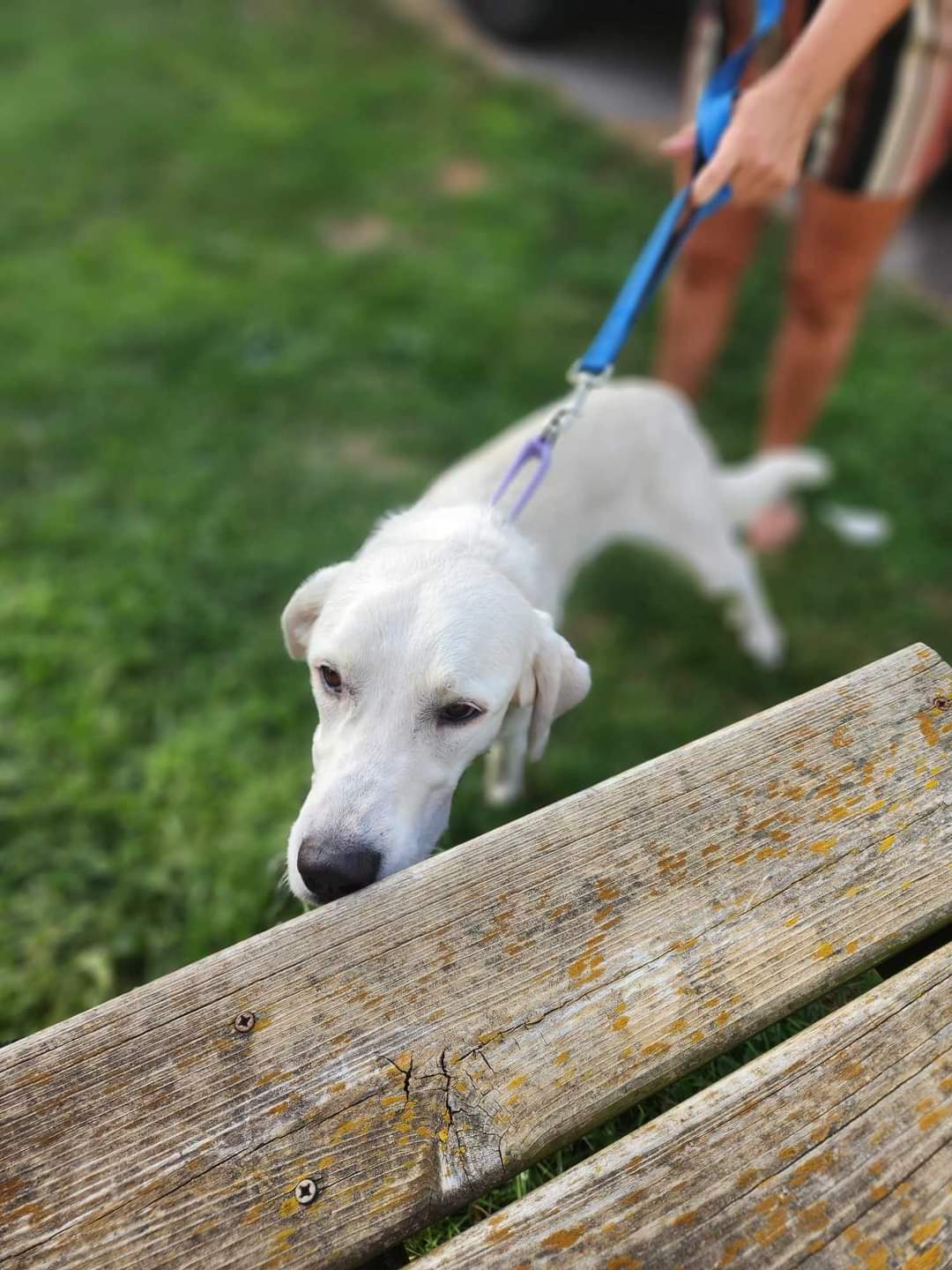 adoptable Dog in New London, WI named Blanca