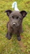 adoptable Dog in London, ON named Iris