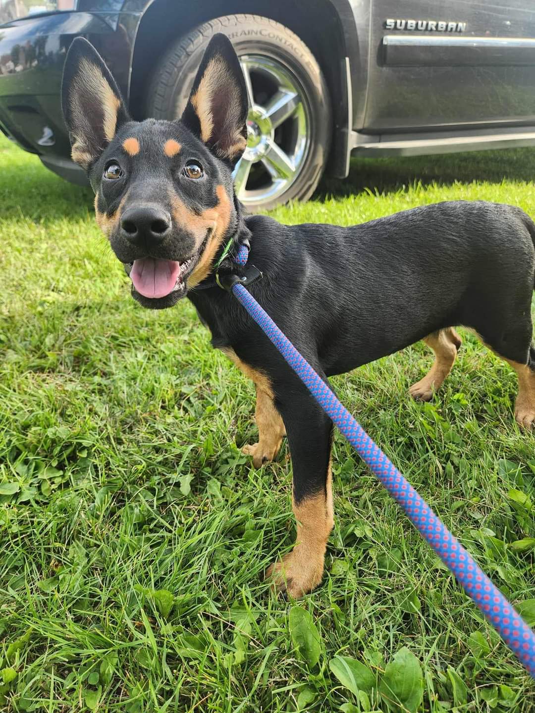 adoptable Dog in New London, WI named Sloane