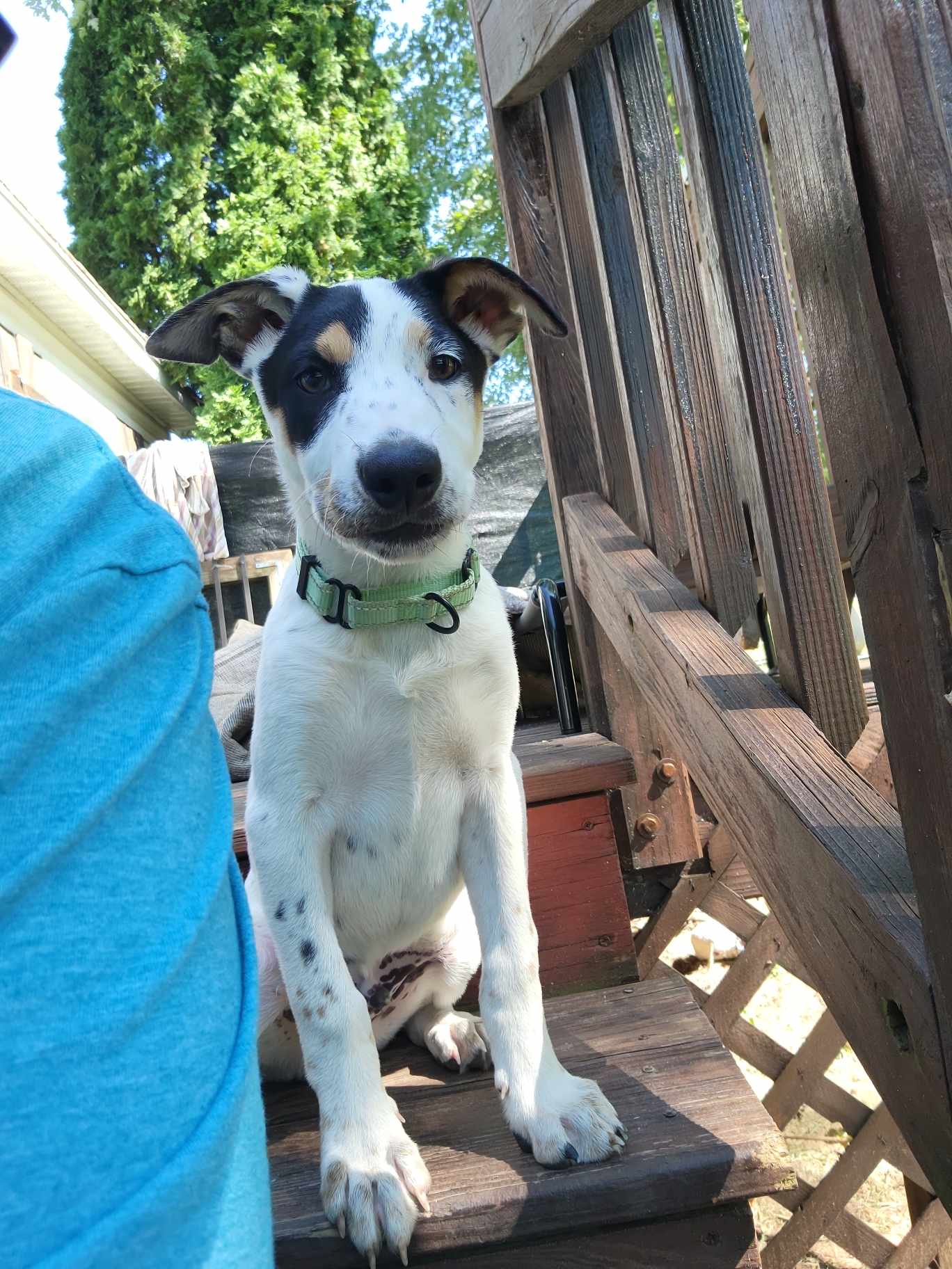 adoptable Dog in New London, WI named Cameron