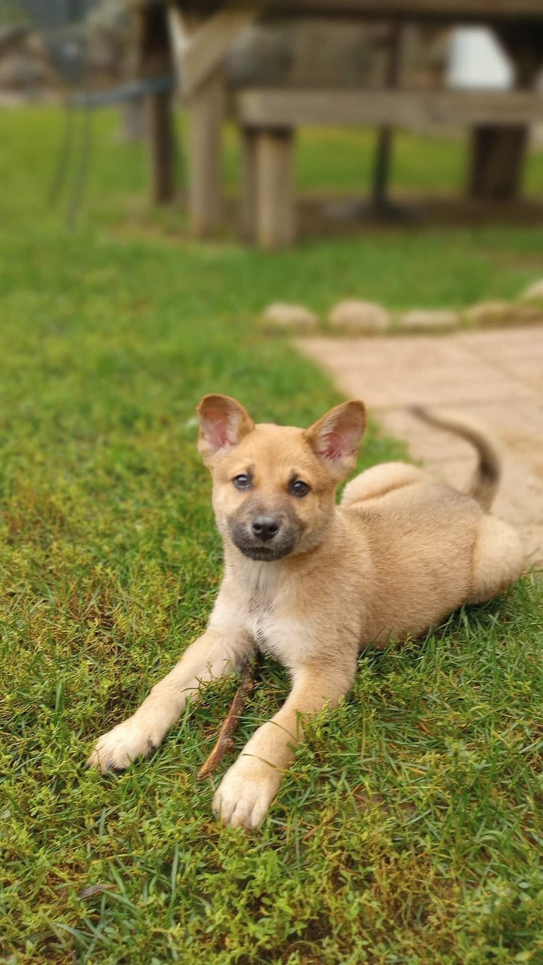 adoptable Dog in New London, WI named Oak