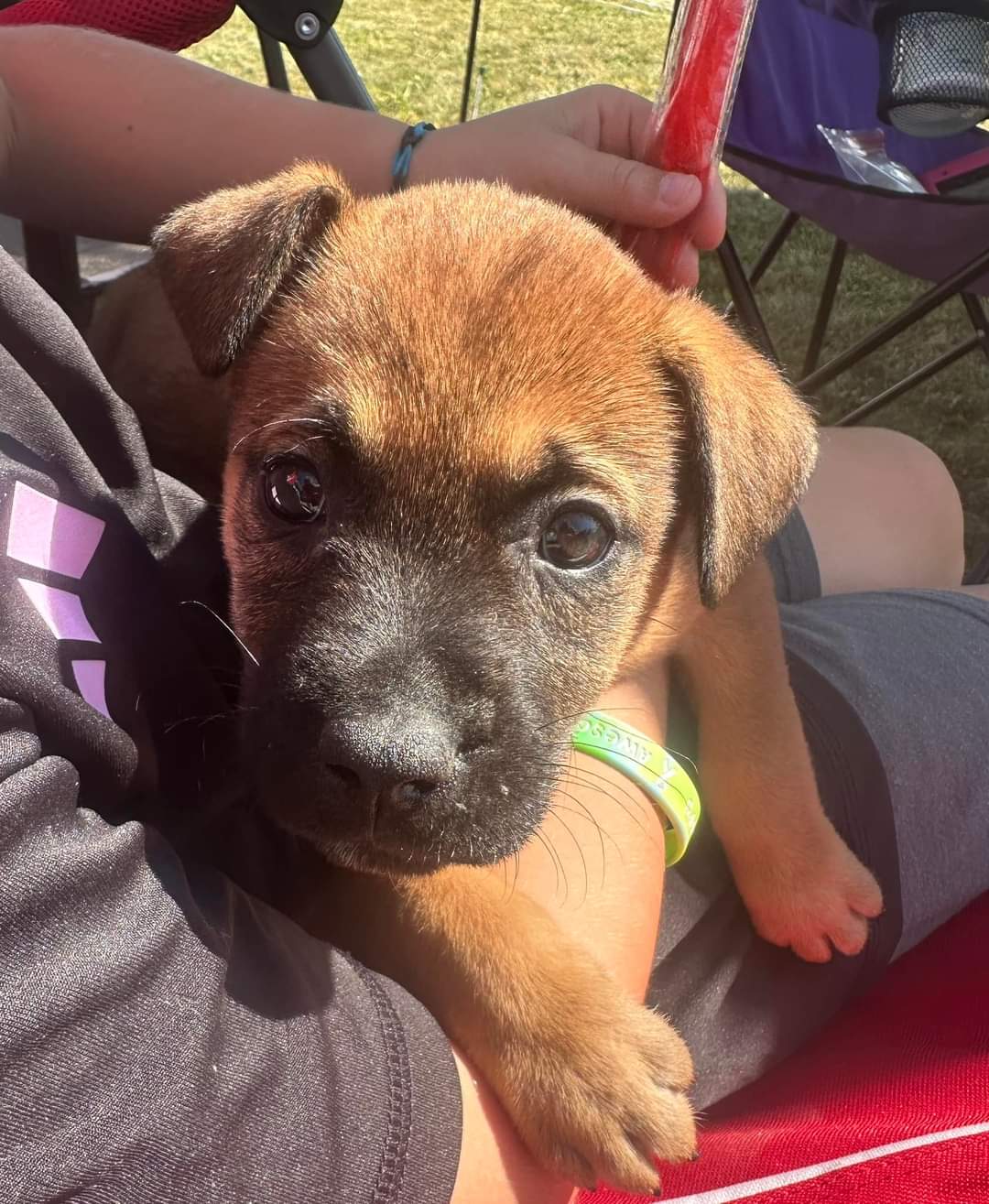 adoptable Dog in New London, WI named Lori