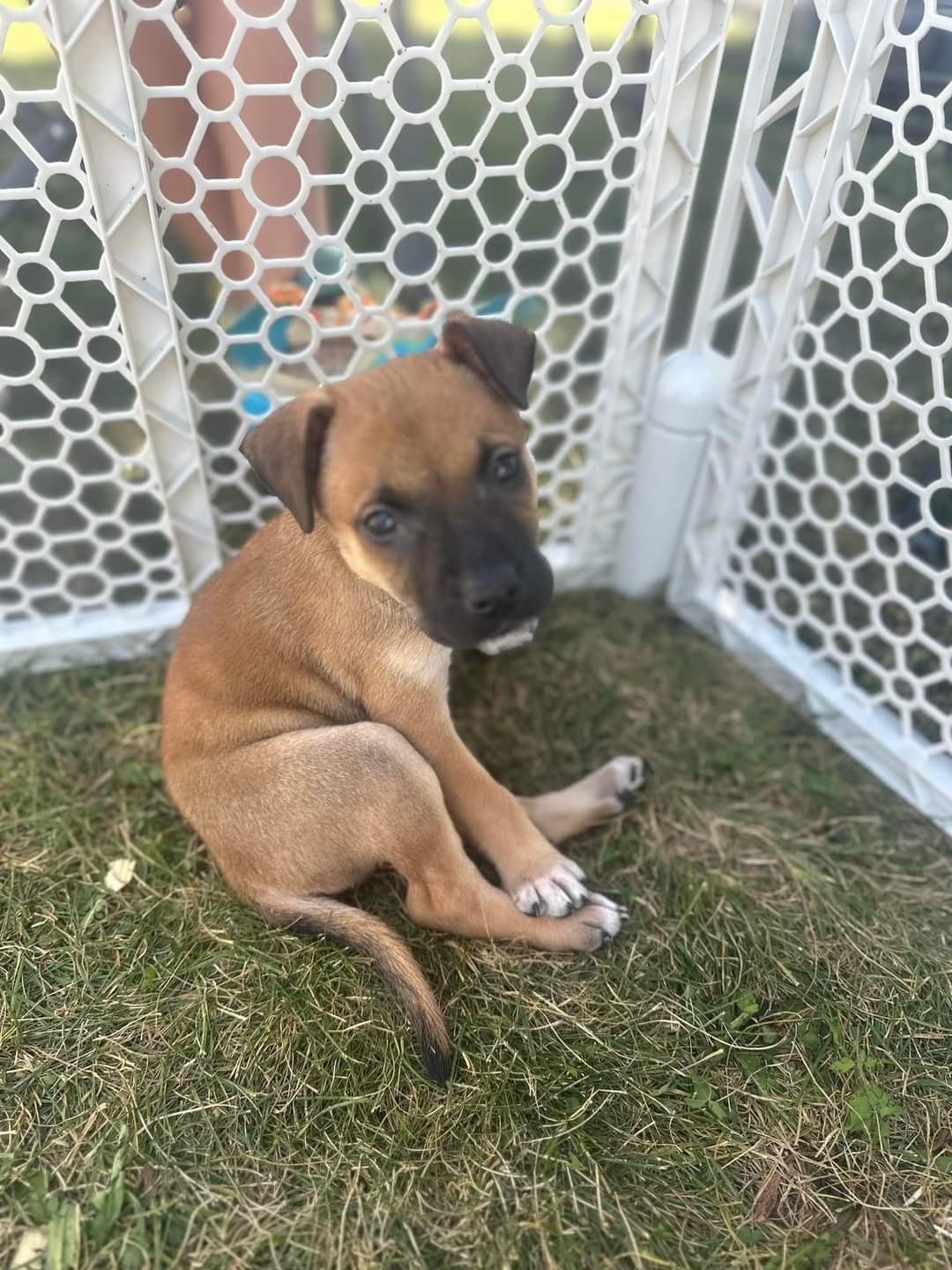 adoptable Dog in New London, WI named Lola