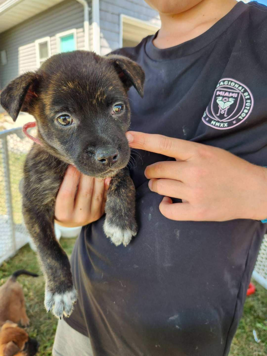 adoptable Dog in New London, WI named Lucy