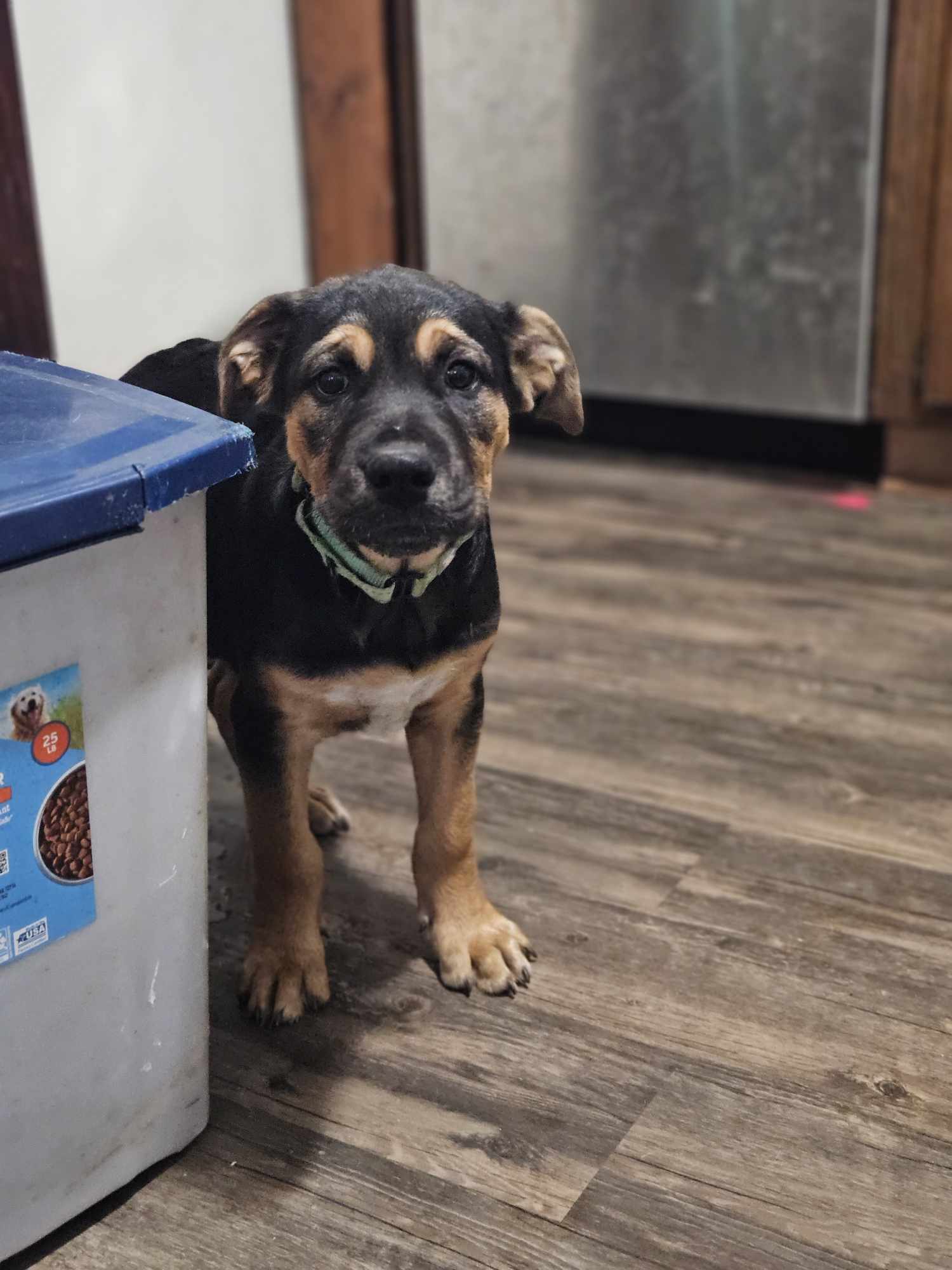 adoptable Dog in New London, WI named Woodstock