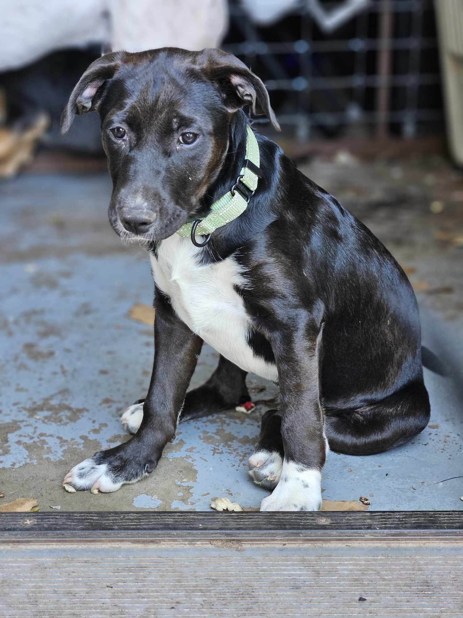 adoptable Dog in New London, WI named Peppermint patty