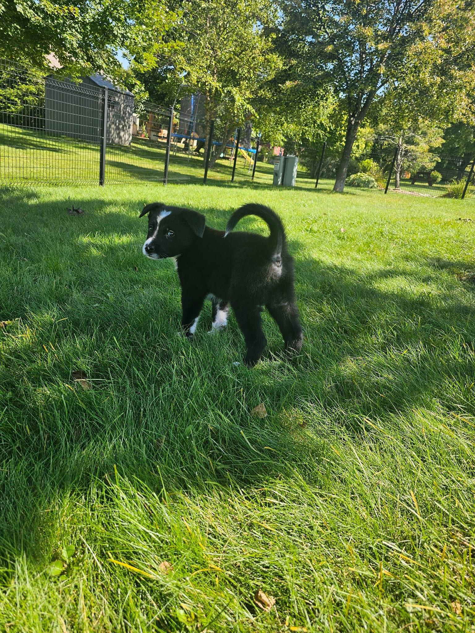 adoptable Dog in New London, WI named Jack