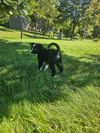 adoptable Dog in London, ON named Jack