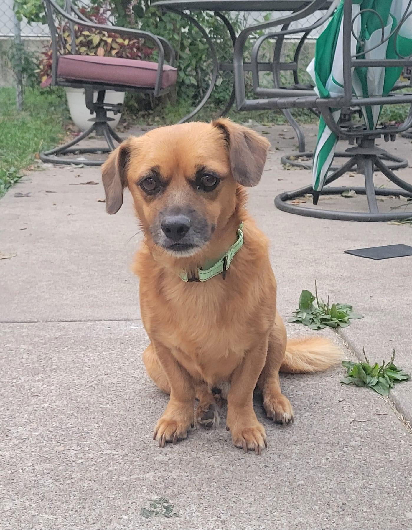 adoptable Dog in New London, WI named Walter (doxie mix)