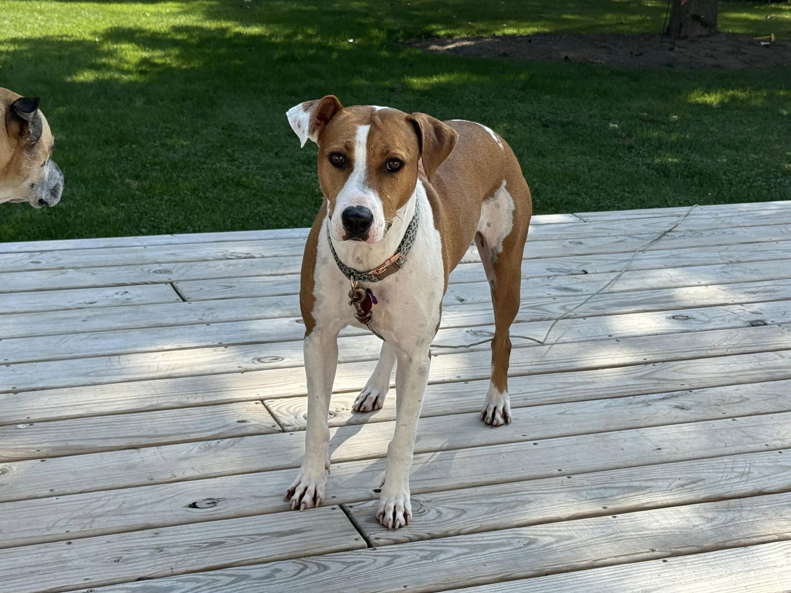 adoptable Dog in New London, WI named Betsy