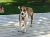 adoptable Dog in , WI named Betsy