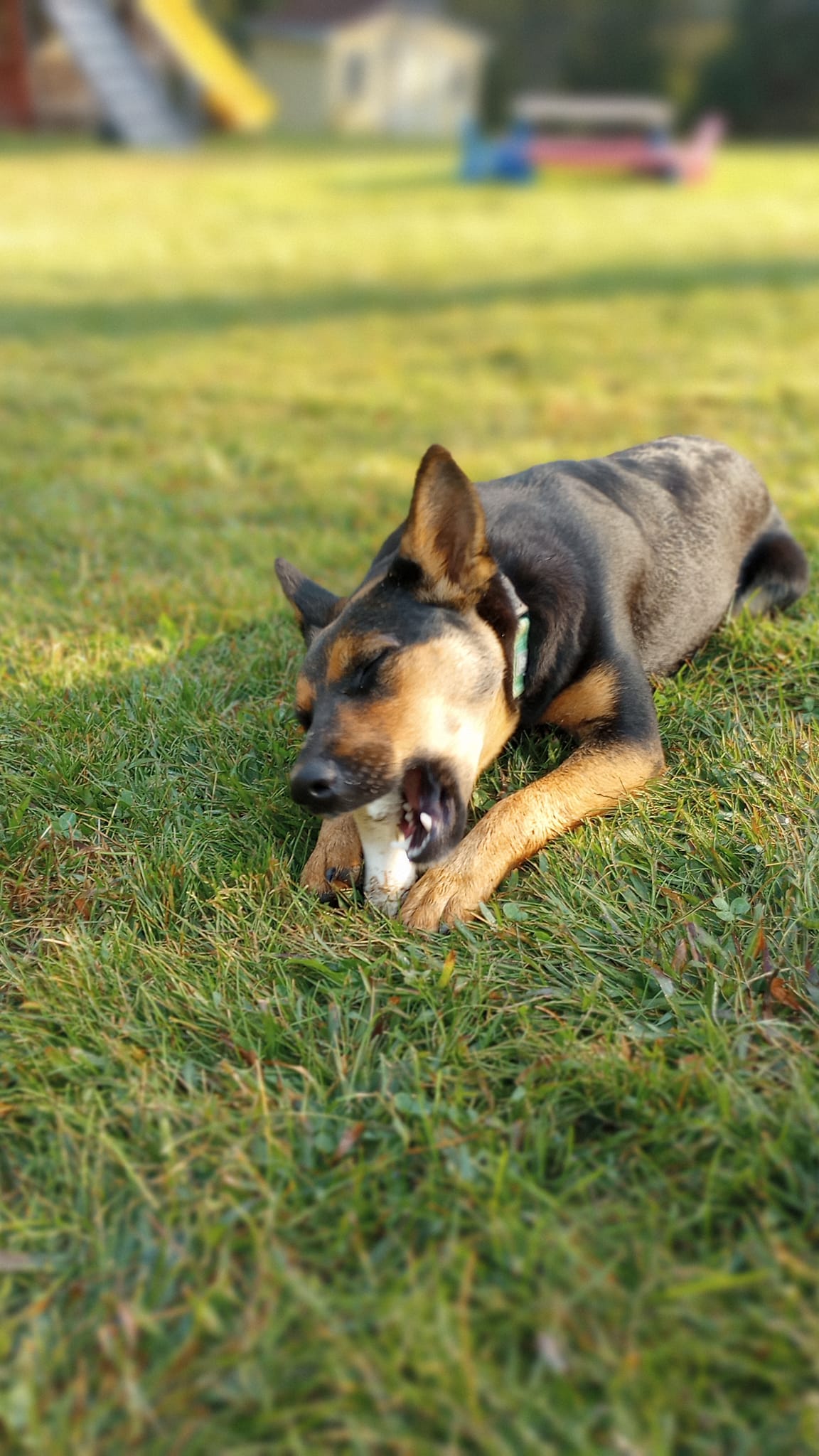 adoptable Dog in New London, WI named Thea