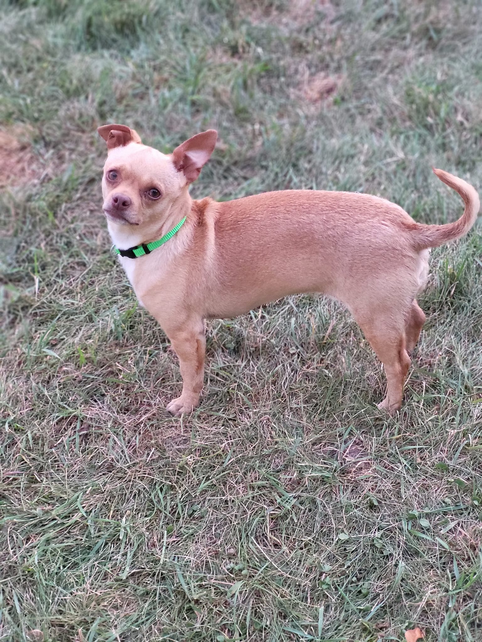 adoptable Dog in New London, WI named Chimi