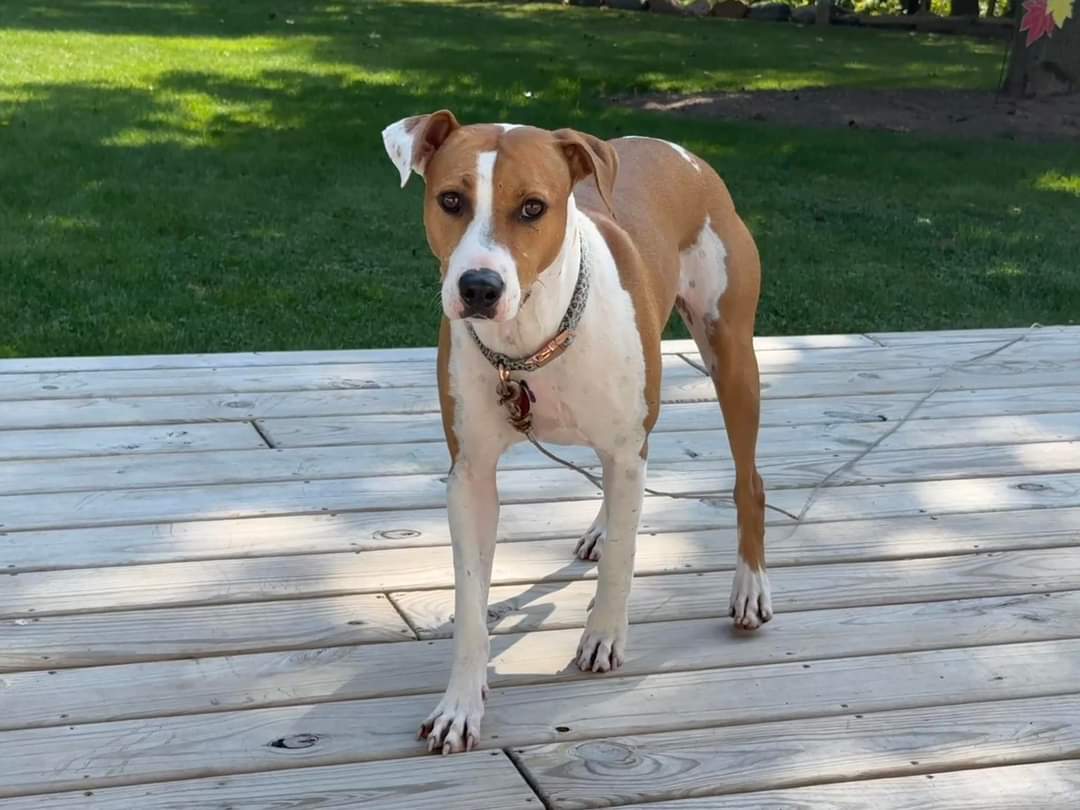 adoptable Dog in New London, WI named Betsy