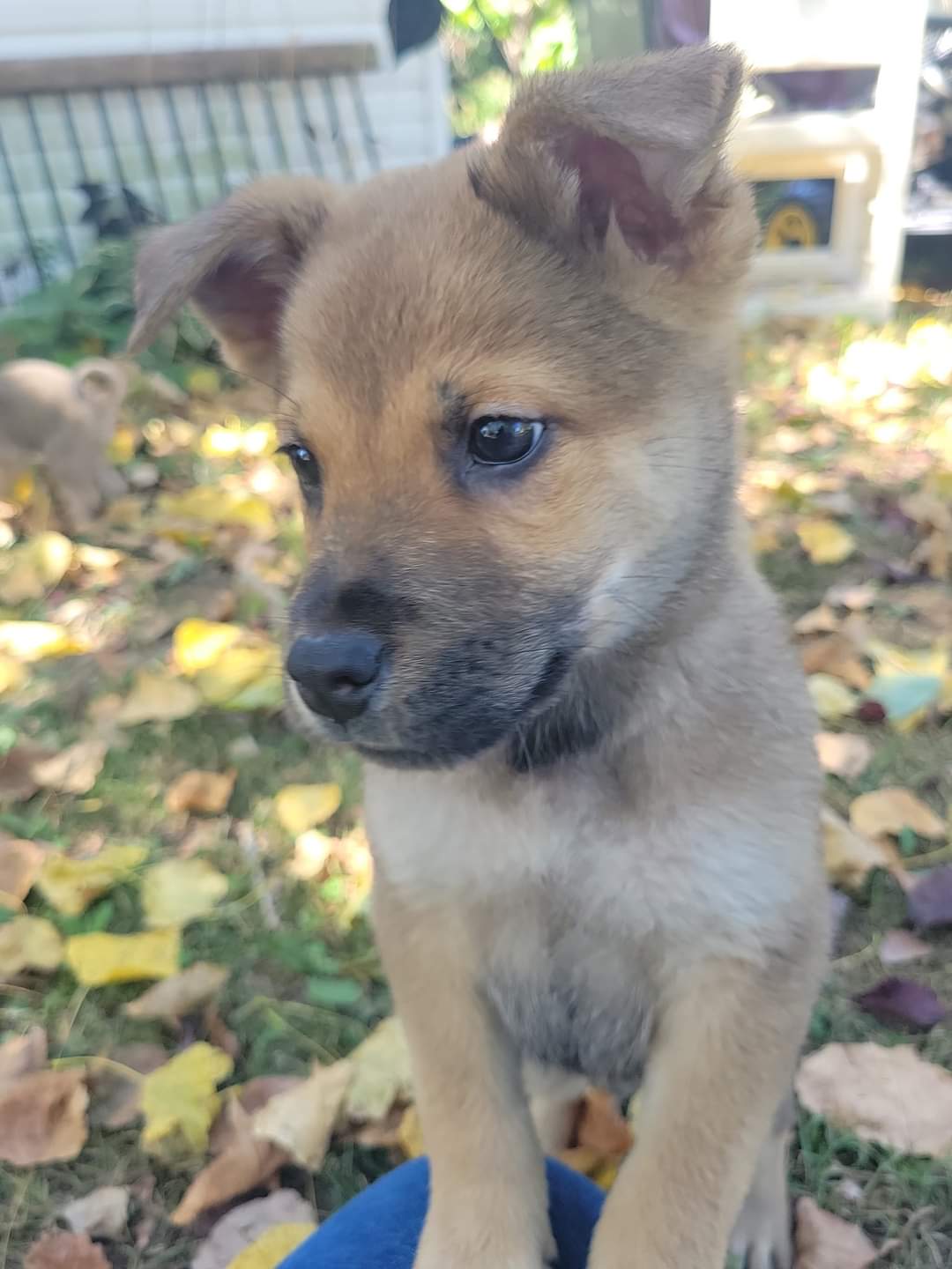 adoptable Dog in New London, WI named Wood