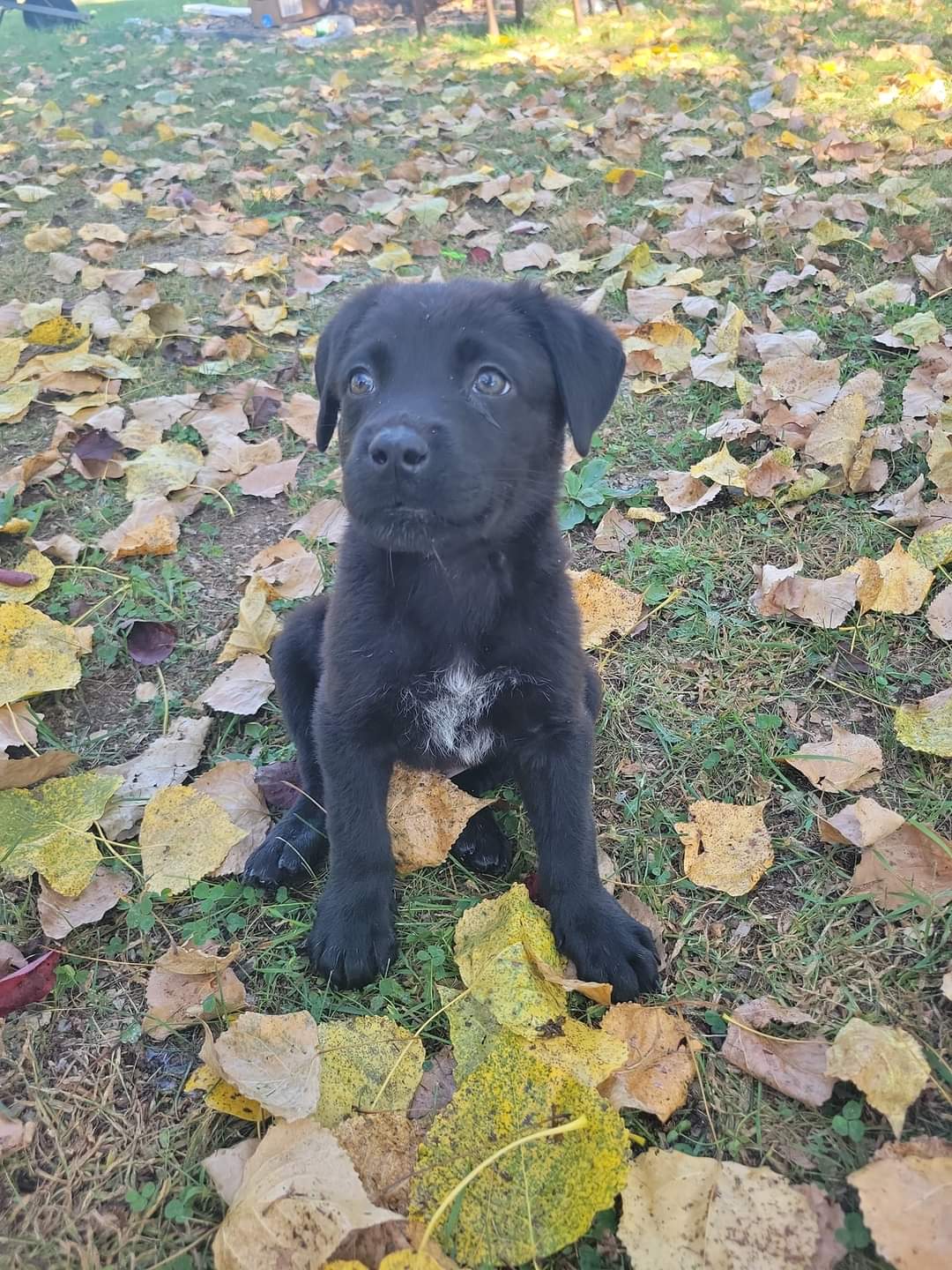 adoptable Dog in New London, WI named Hemlock