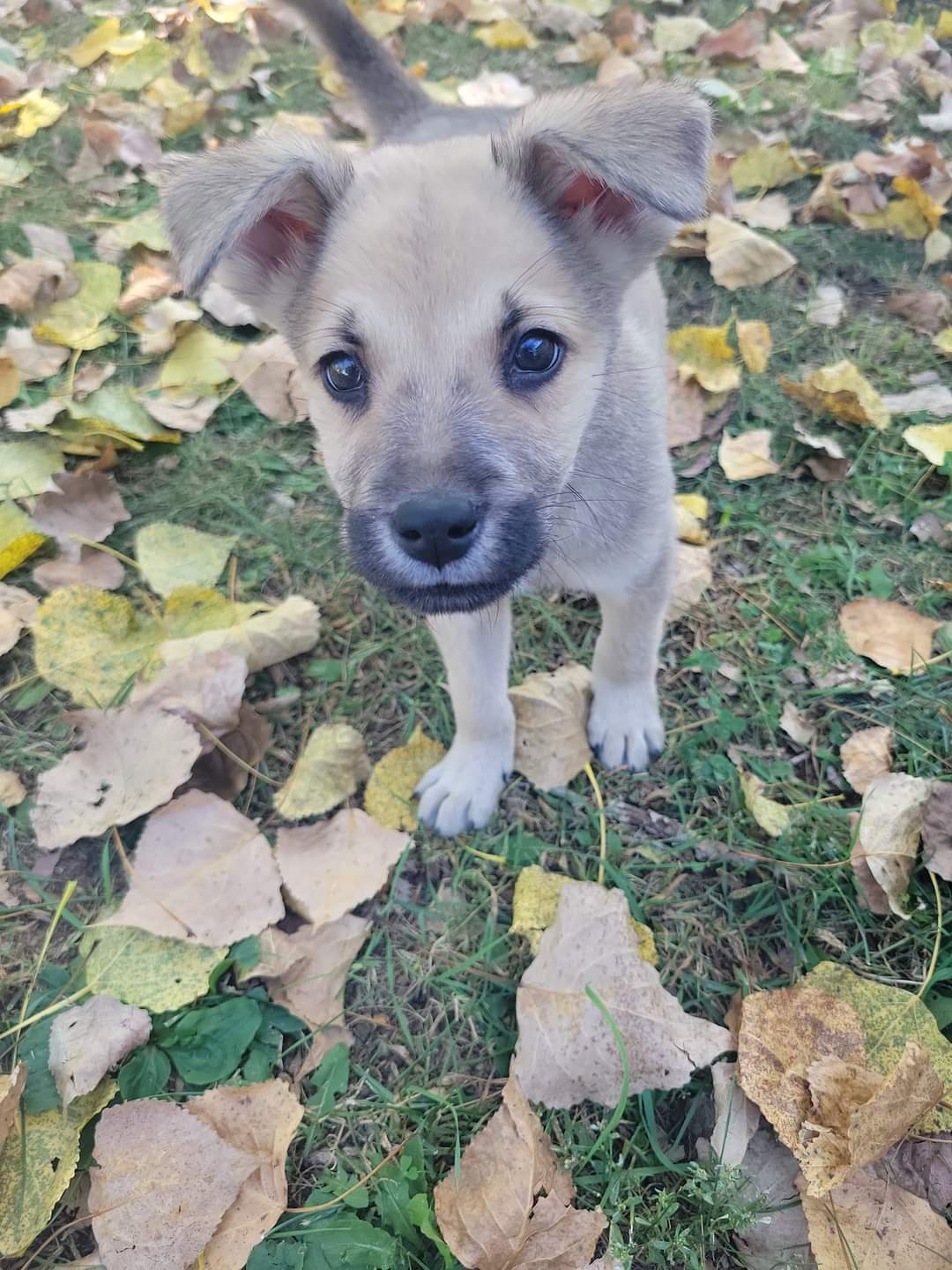 adoptable Dog in New London, WI named Bean