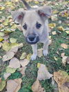 adoptable Dog in London, ON named Bean