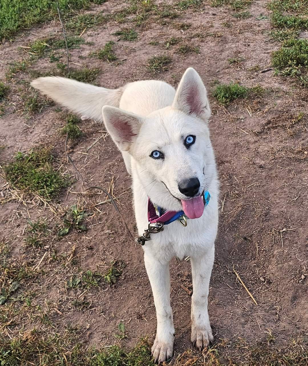 adoptable Dog in New London, WI named Bev