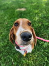 adoptable Dog in London, ON named Rooney