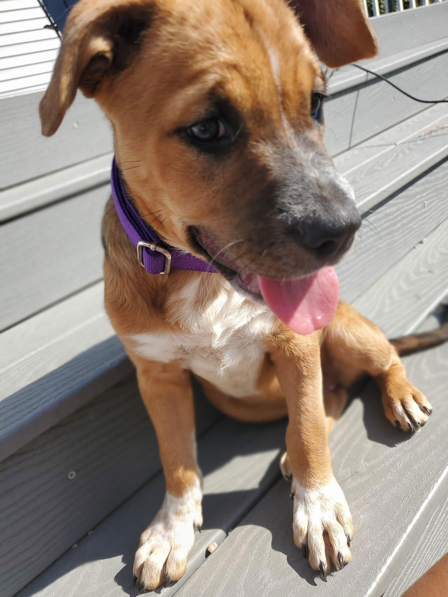 adoptable Dog in New London, WI named Violet