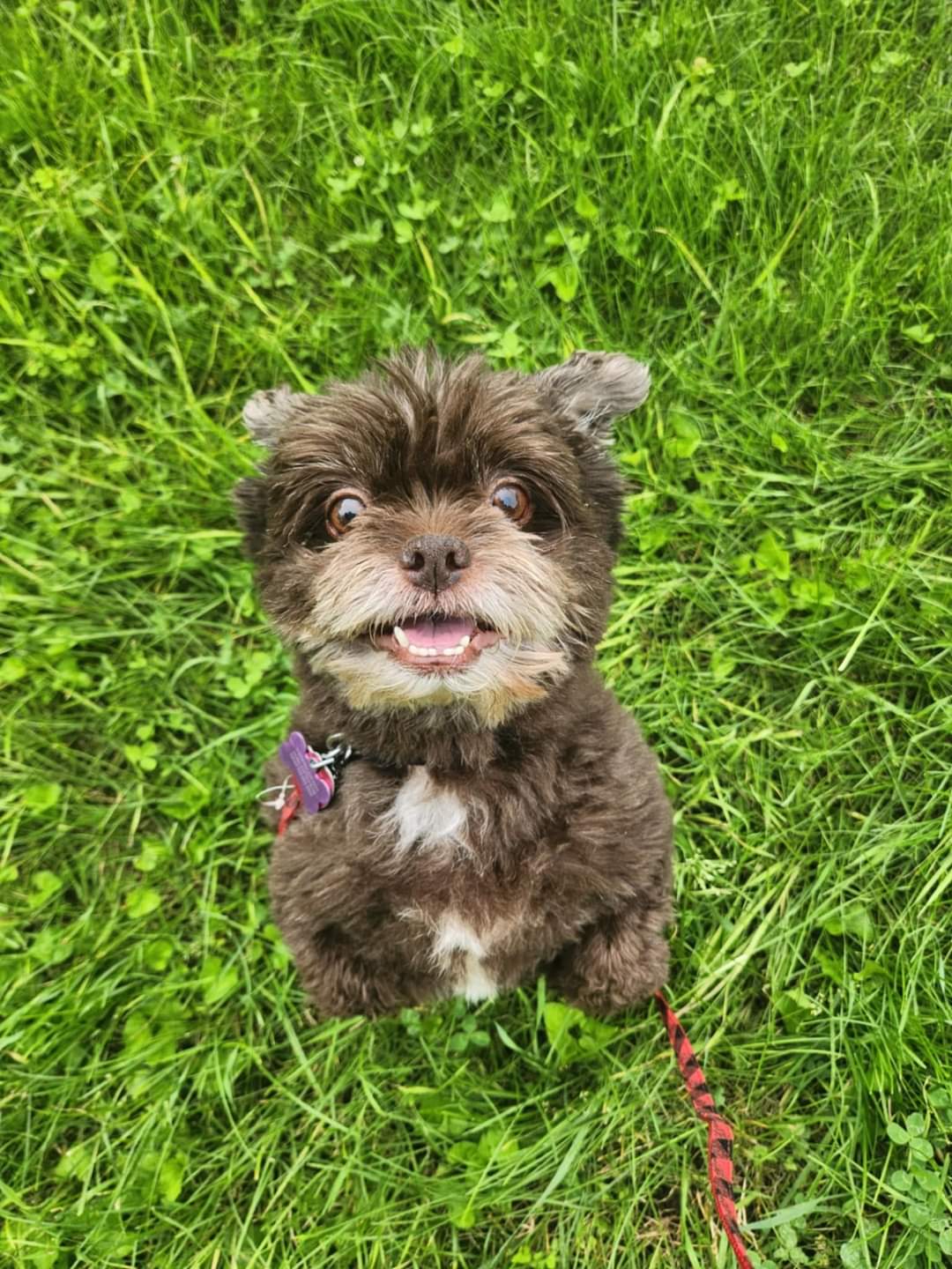 adoptable Dog in New London, WI named Big Foot