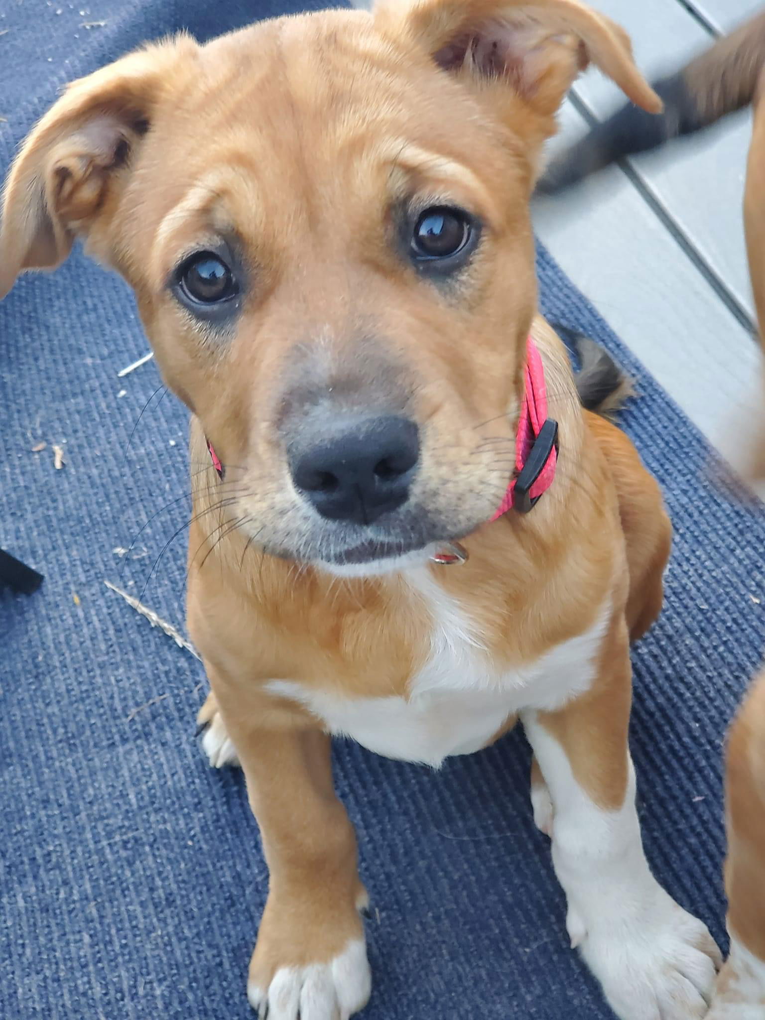 adoptable Dog in New London, WI named Charli