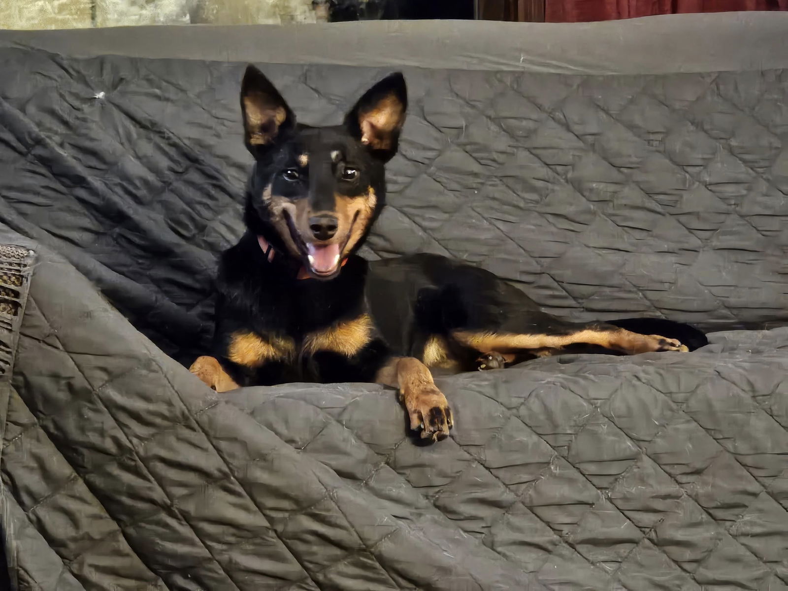 adoptable Dog in New London, WI named Harley
