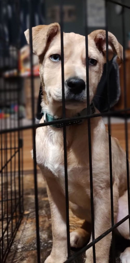 picture of the dog needing adoption