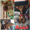 adoptable Dog in  named Bubba