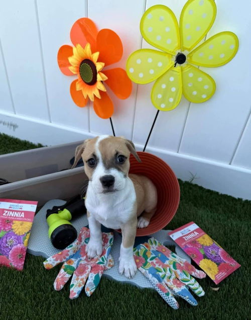 picture of the dog needing adoption