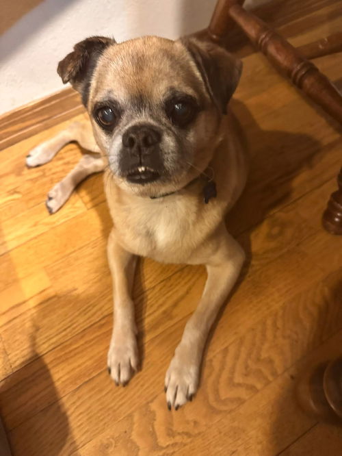 picture of the dog needing adoption