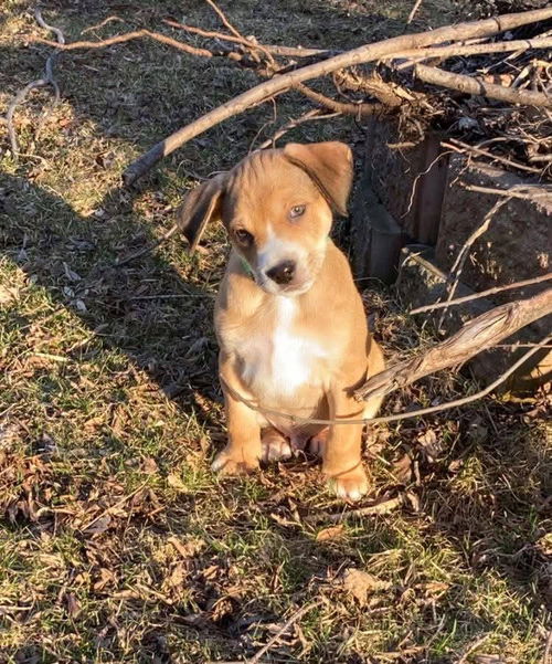 picture of the dog needing adoption