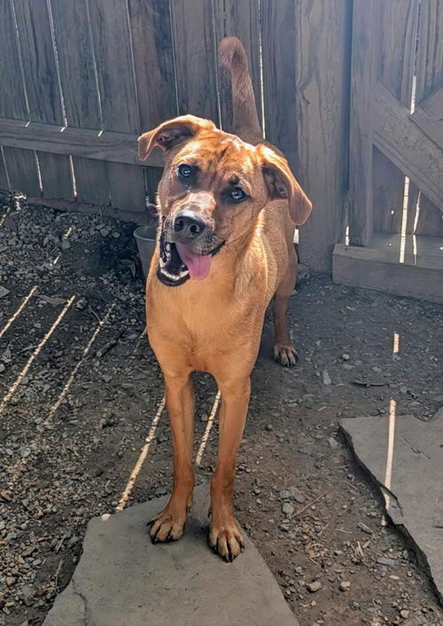 picture of the dog needing adoption