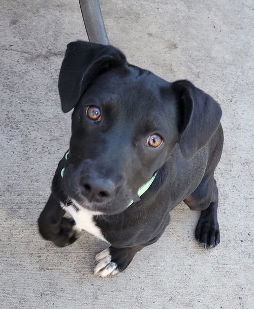 picture of the dog needing adoption